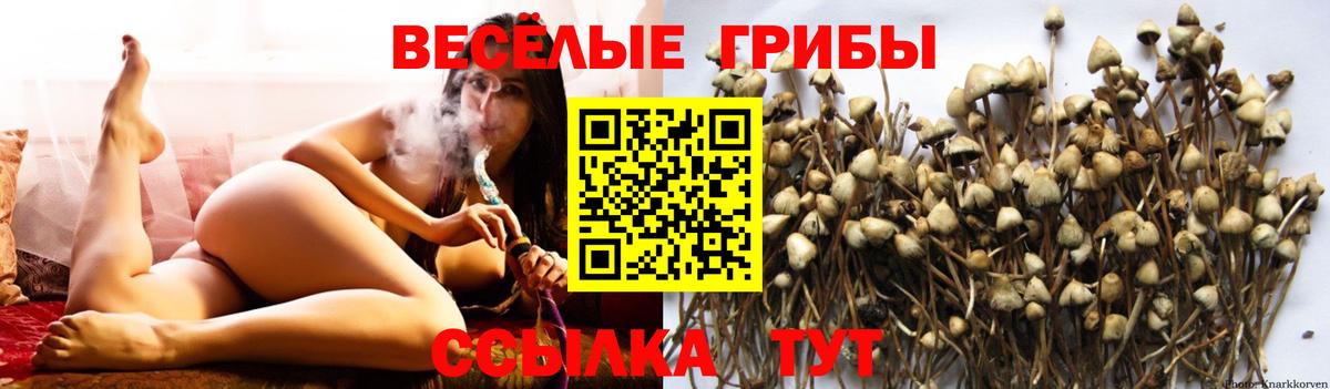 Нижний Новгород  Псилоцибиновые грибы Psilocybe  Вход с VPN 